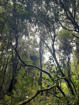 Tall trees