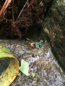 Dendrobates.