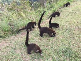 Coatis.